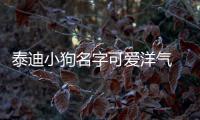 泰迪小狗名字可愛洋氣  泰迪小狗名字 可愛 寵物 吉利