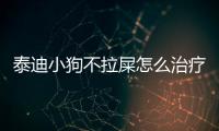 泰迪小狗不拉屎怎么治療好？泰迪狗不拉粑粑怎么辦