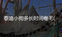 泰迪小狗多長時間卷毛(泰迪出生多久卷毛)