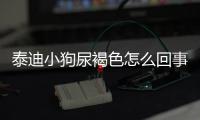 泰迪小狗尿褐色怎么回事？泰迪狗狗尿液深褐色
