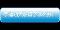 泰迪幼犬感冒了怎么辦(泰迪幼犬容易養(yǎng)活嗎)