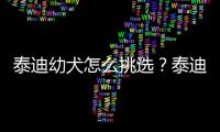 泰迪幼犬怎么挑選？泰迪幼犬怎么挑選一只性格好的