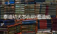 泰迪幼犬怎么訓(xùn)(泰迪幼犬怎么玩)