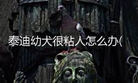 泰迪幼犬很粘人怎么辦(泰迪幼犬怎么訓練大小便)