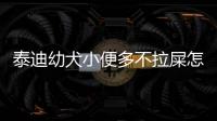 泰迪幼犬小便多不拉屎怎么辦(泰迪狗狗小便次數多怎么回事)