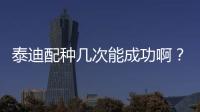 泰迪配種幾次能成功啊？泰迪配種幾次能成功懷孕