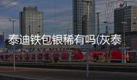 泰迪鐵包銀稀有嗎(灰泰迪灰包銀)