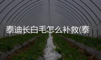 泰迪長白毛怎么補救(泰迪身上長白毛是怎么回事)