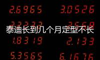 泰迪長到幾個月定型不長了(泰迪狗長到幾個月就定型了)