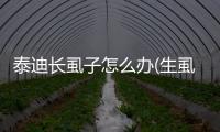 泰迪長虱子怎么辦(生虱子怎么辦 女孩)