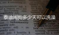 泰迪鬧狗多少天可以洗澡  泰迪鬧狗多少天可以回家