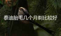 泰迪胎毛幾個(gè)月剃比較好(泰迪狗胎毛怎么剃)