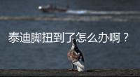 泰迪腳扭到了怎么辦啊？泰迪腳崴了怎么辦