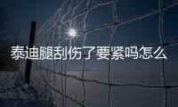 泰迪腿刮傷了要緊嗎怎么辦(泰迪狗狗腿傷了怎么辦)