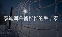 泰迪耳朵留長(zhǎng)長(zhǎng)的毛，泰迪耳朵留長(zhǎng)長(zhǎng)的毛好嗎