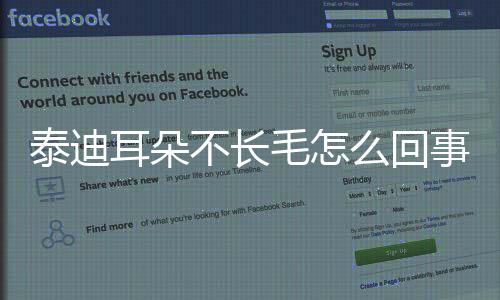 泰迪耳朵不長毛怎么回事(長耳朵泰迪和短耳朵泰迪)