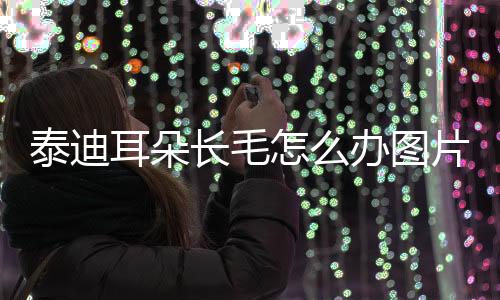 泰迪耳朵長毛怎么辦圖片？泰迪耳朵毛長長的是什么品種