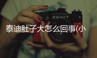 泰迪肚子大怎么回事(小泰迪肚子上有個圓包)