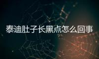 泰迪肚子長黑點怎么回事？泰迪肚子長黑點是什么