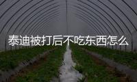 泰迪被打后不吃東西怎么辦(泰迪被打了不吃東西)