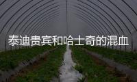 泰迪貴賓和哈士奇的混血圖片