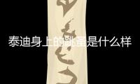 泰迪身上的跳蚤是什么樣子的圖片？泰迪身上有跳蚤會(huì)傳染人嗎