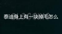 泰迪身上有一塊掉毛怎么回事(泰迪身上有黑色的一塊塊的)