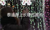 泰迪身上長硬包圖片