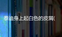 泰迪身上起白色的皮屑(泰迪狗身上有跳蚤怎么辦)