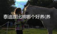 泰迪跟比熊哪個好養(養泰迪好還是比熊犬好)