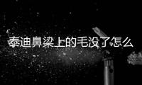 泰迪鼻梁上的毛沒了怎么辦??？泰迪鼻梁上的毛禿了怎么回事