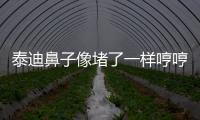 泰迪鼻子像堵了一樣哼哼的(泰迪狗鼻子上的毛掉光了怎么回事)