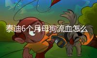 泰迪6個月母狗流血怎么辦呢？泰迪六個多月來月經正常嗎