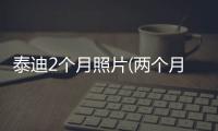 泰迪2個月照片(兩個月泰迪圖)