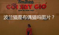 波蘭貓是布偶貓嗎圖片？波蘭的貓