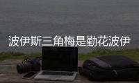 波伊斯三角梅是勤花波伊斯