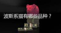 波斯系貓有哪些品種？ 波斯貓品種