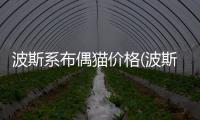 波斯系布偶貓價格(波斯系布偶貓好嗎)