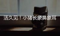 活久見！小豬長(zhǎng)象鼻象耳，疑似豬象混合體