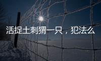 活捉土刺猬一只，犯法么 殺一只刺猬判刑多久