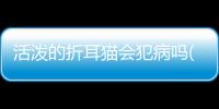 活潑的折耳貓會犯病嗎(折耳貓小時候活潑嗎)