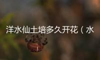 洋水仙土培多久開(kāi)花（水培洋水仙怎么養(yǎng)才開(kāi)花）