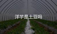 洋芋是土豆嗎