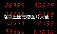 洛克王國寵物圖片大全：收藏這一篇，輕松成為寵物大師！