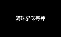 海珠貓咪寄養