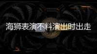 海獅表演不料演出時出走 顧客尖叫逃離害怕被傷害到