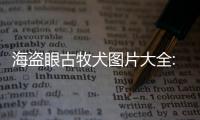 海盜眼古牧犬圖片大全:海盜眼廣西狗