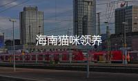 海南貓咪領(lǐng)養(yǎng)