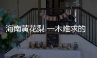 海南黃花梨 一木難求的“傳奇”