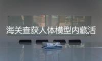 海關查獲人體模型內藏活體植物根莖 嚴查走私外來物種絕不大意!